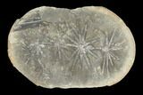 Annularia Fern Fossil (Pos/Neg) - Mazon Creek #104321-2